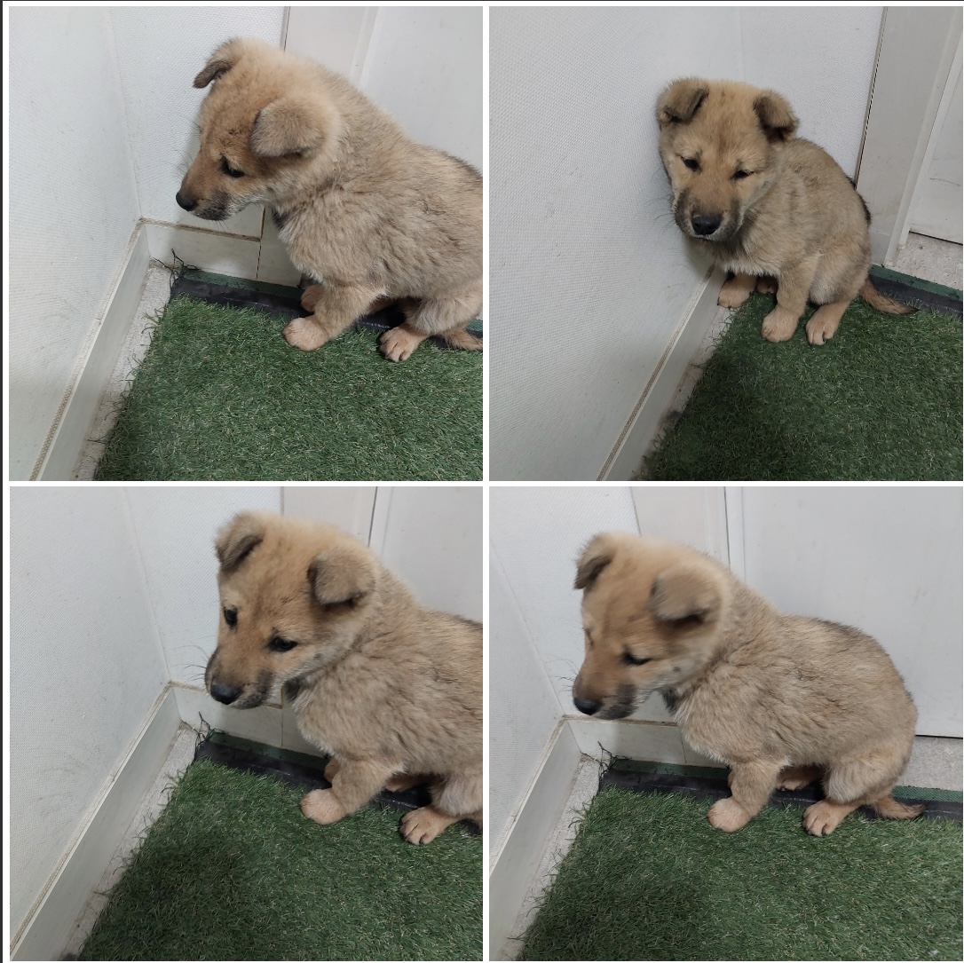 천안시유기동물보호소_444449202300347